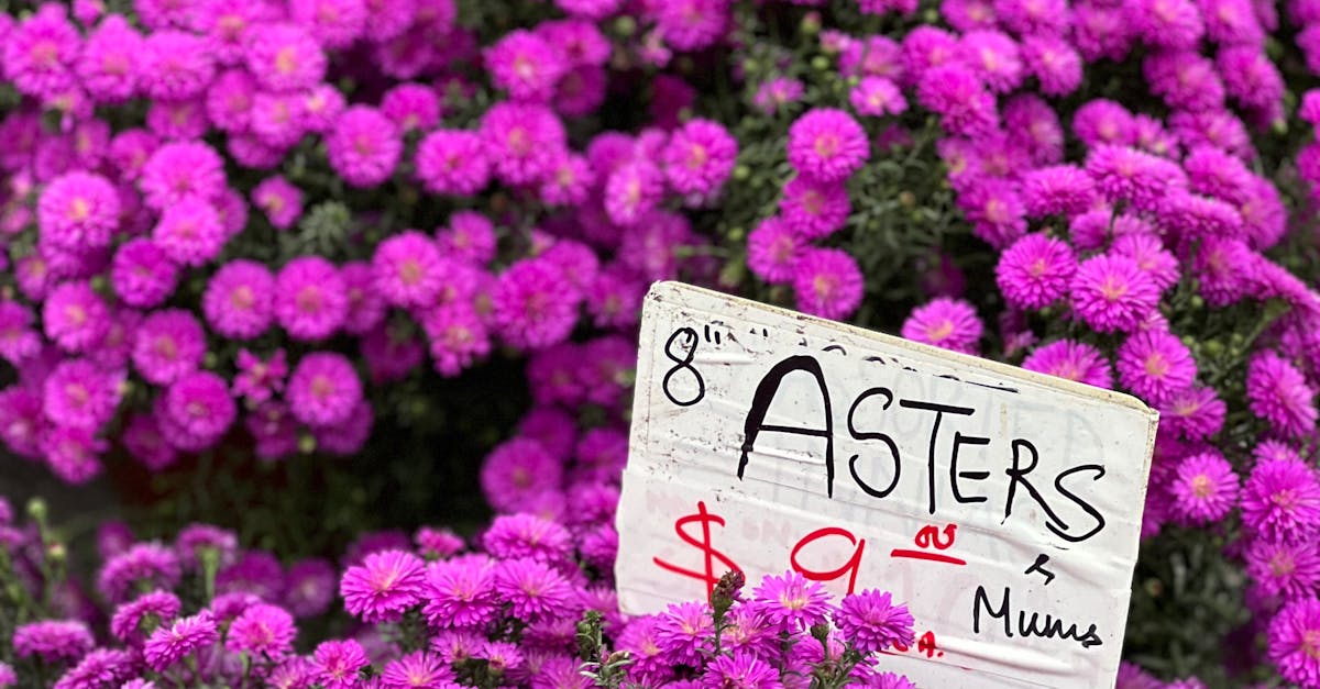 Adjusting Watering Practices for Seasonal Changes in Blackwood Flowers