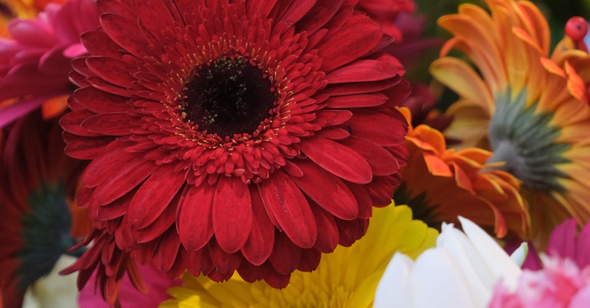 Bright Blooms: Top Australian Flowers to Attract Butterflies in Blackwood