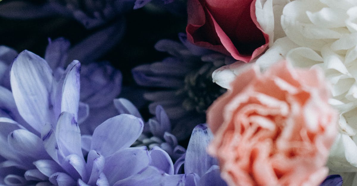 Effects of Extreme Weather on the Growth of Blackwood Flowers