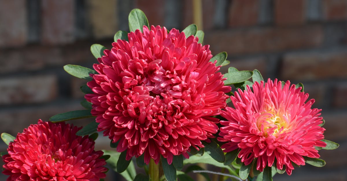 Evaluating Sunlight Duration for Thriving Blackwood Florals