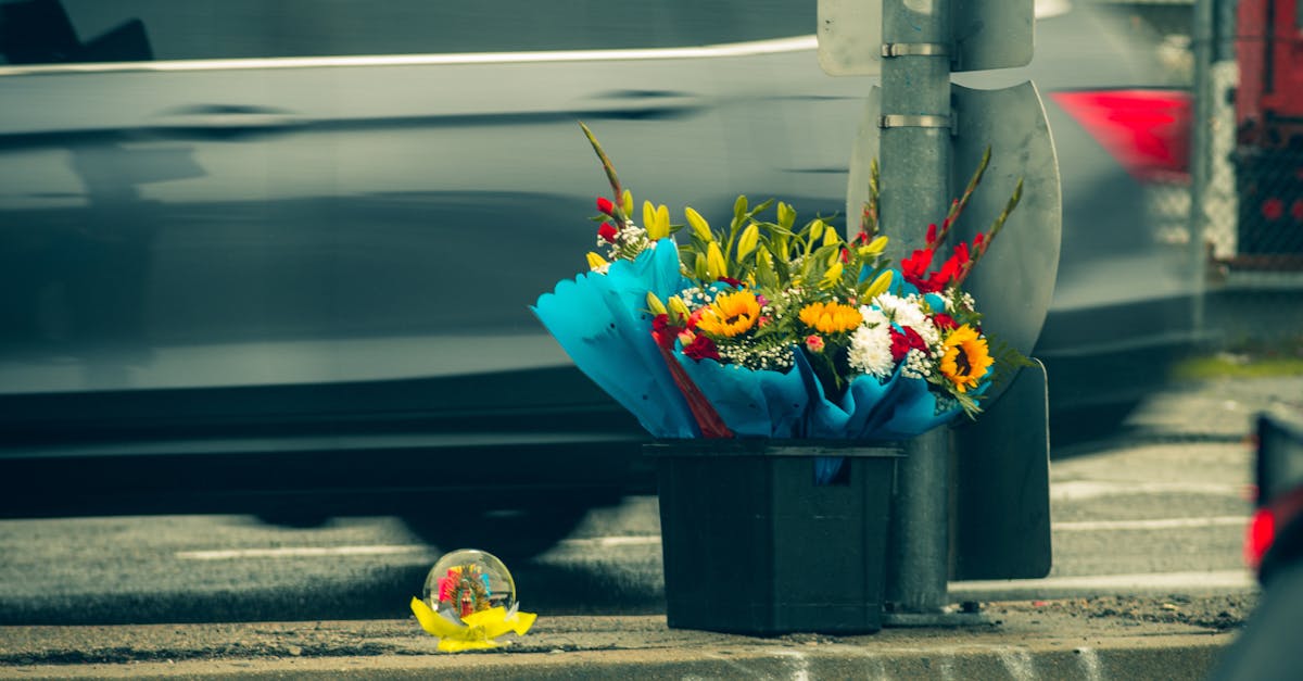 Fertilisation Frequency: How Often to Feed Blackwood Flowers