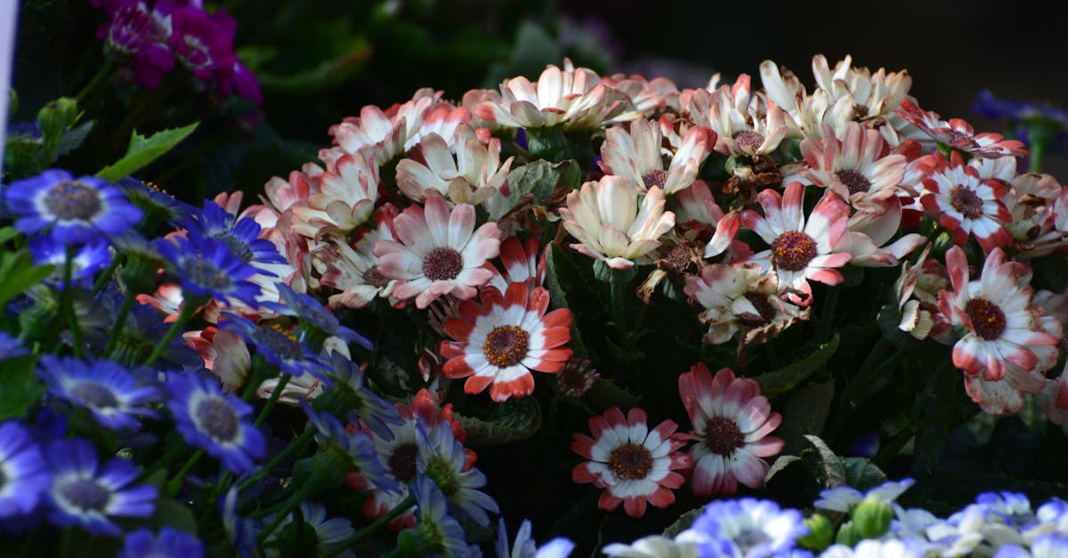 Maintaining Soil Health to Combat Pests in Blackwood Flowers