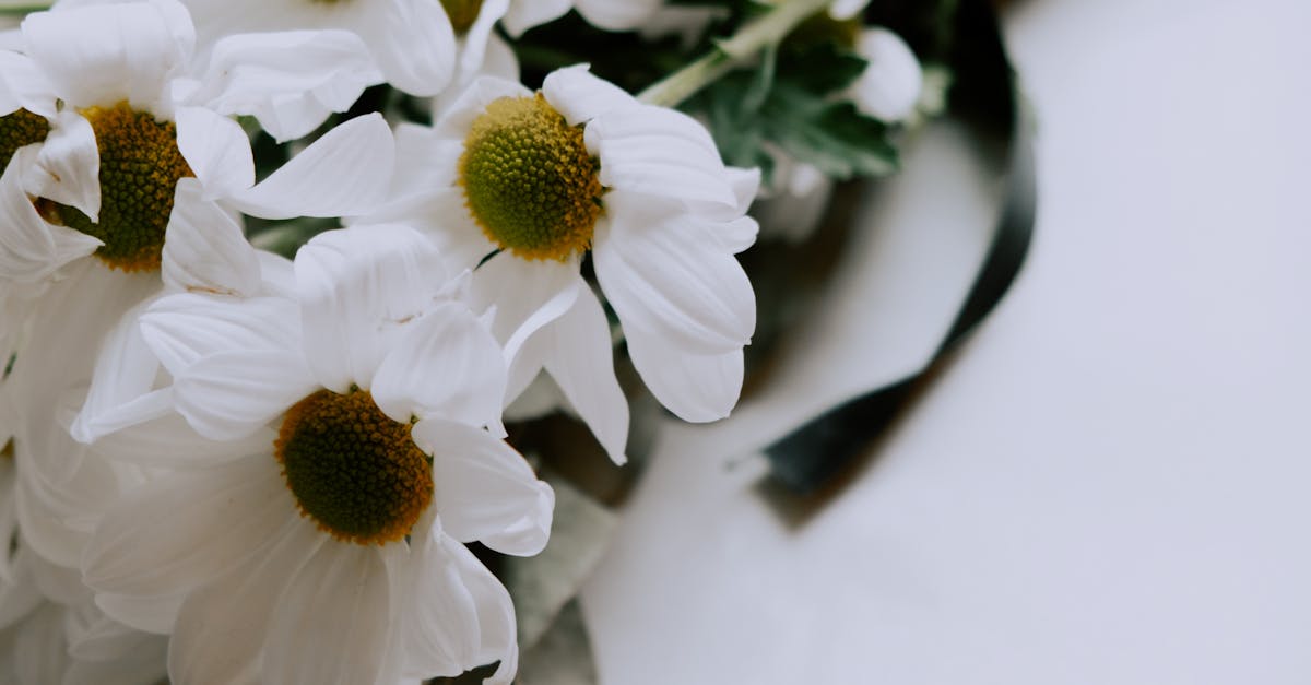 Nurturing Native Flora: Pollinator-Friendly Choices in Blackwood