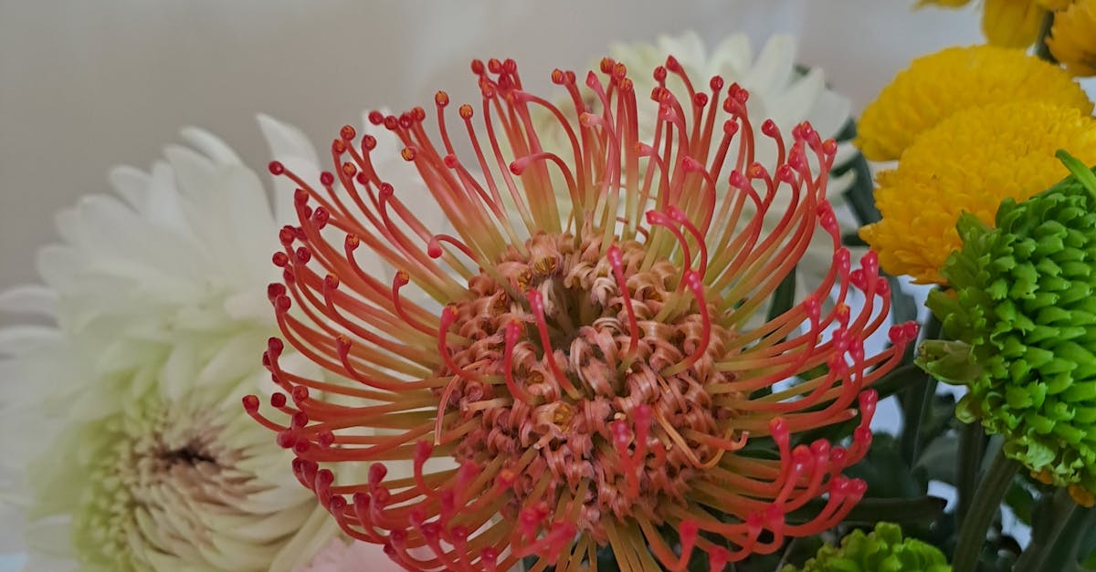 Organic Fertilisation Methods for Native Flowers in Blackwood