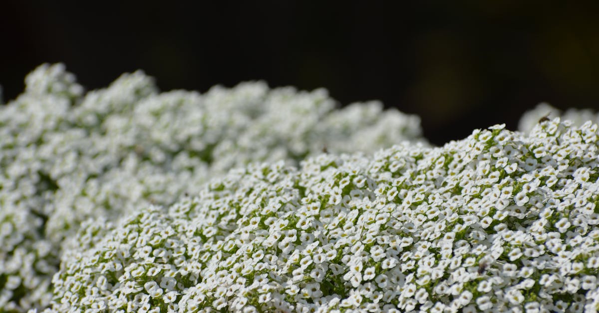Seasonal Blooming Patterns of Perennial Flowers in Blackwood