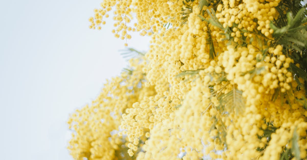 Seasonal Climate Variations and Their Impact on Blackwood Flowers