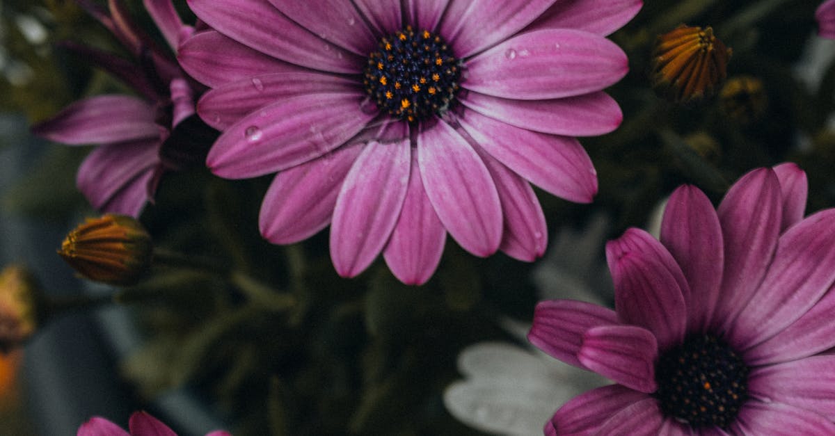 Techniques for Assessing Soil Moisture for Blackwood Varieties