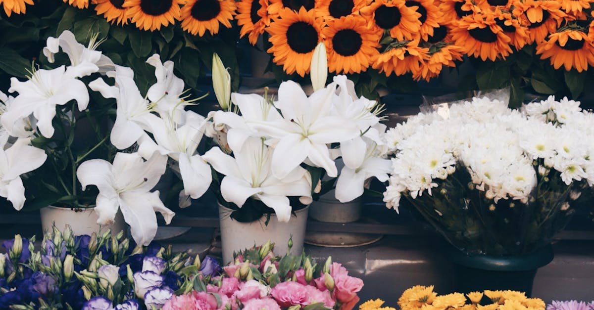 The Impact of Water Quality on Blackwood Flower Health