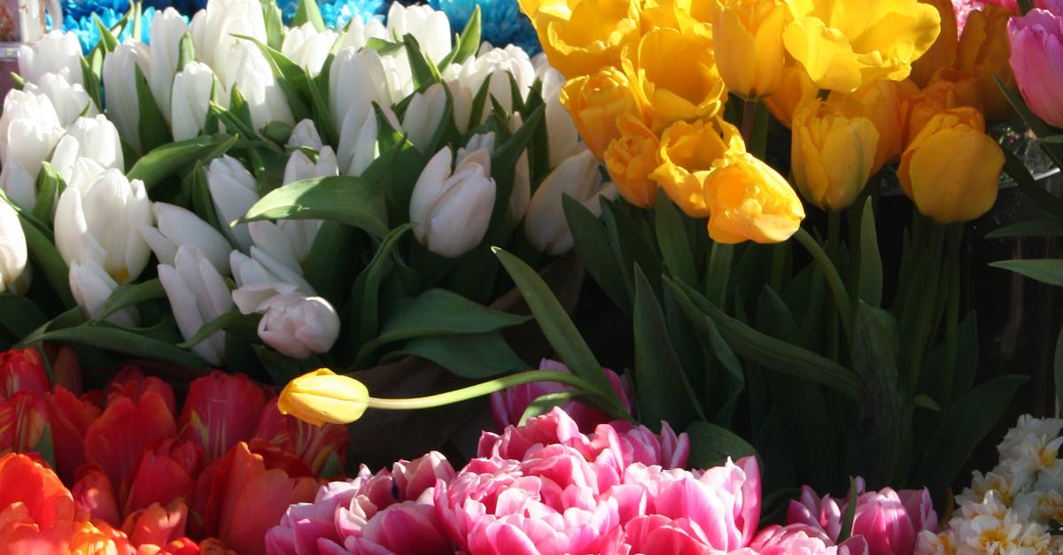 The Importance of Native Species for Local Pollinator Populations