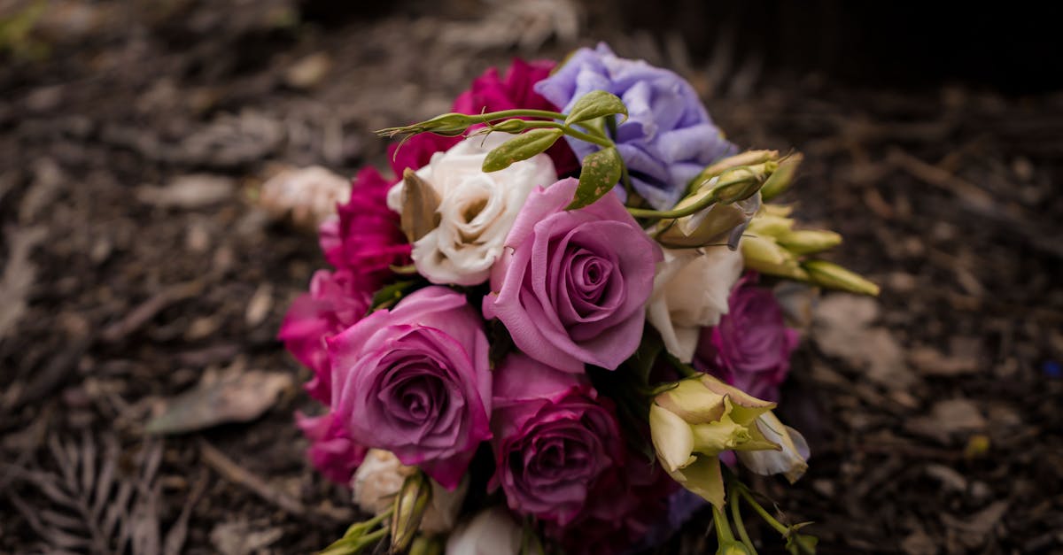 The Role of Mulch in Retaining Moisture for Blackwood Flowers